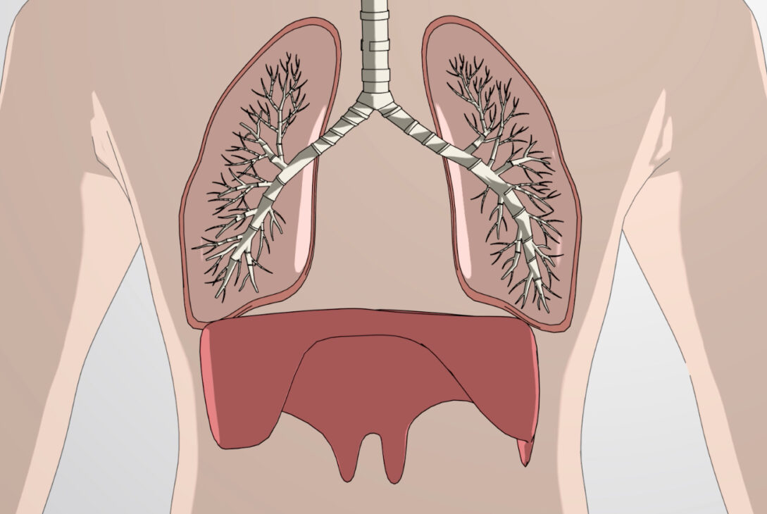 Circulatory and Respiratory