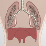 Circulatory and Respiratory
