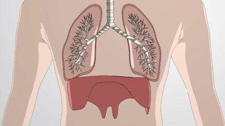 Circulatory and Respiratory
