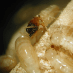 The Real Cost of Ignoring Termites How Small Bugs Lead to Big Repairs