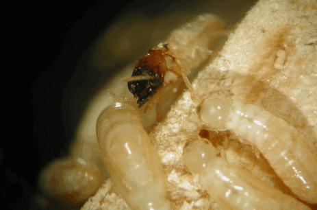The Real Cost of Ignoring Termites How Small Bugs Lead to Big Repairs