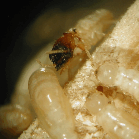The Real Cost of Ignoring Termites How Small Bugs Lead to Big Repairs